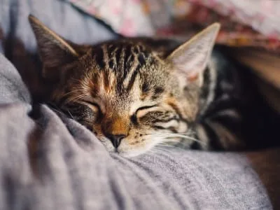 30 frases de boa noite de quinta-feira para ter um descanso aconchegante