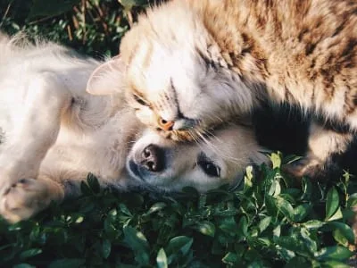 70 frases para amigos verdadeiros que mostram o valor desse laço