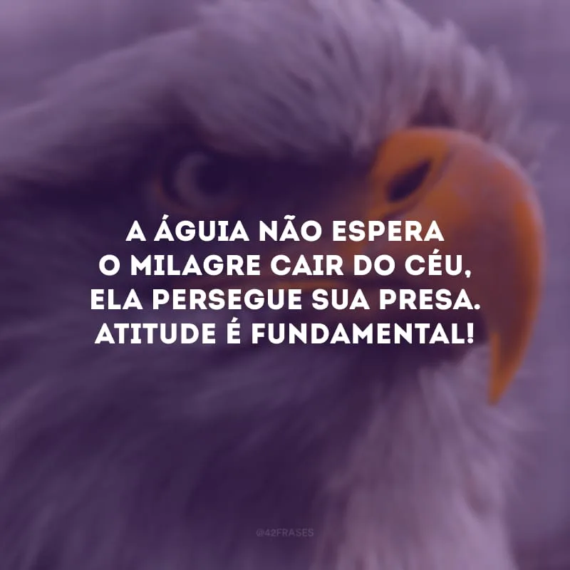 A águia não espera o milagre cair do céu, ela persegue sua presa. Atitude é fundamental!