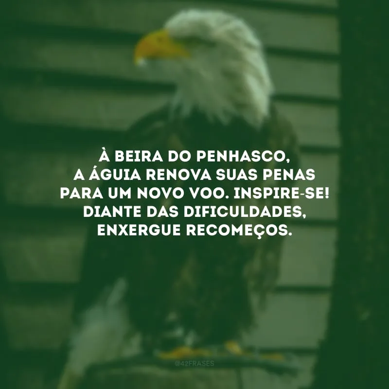 À beira do penhasco, a águia renova suas penas para um novo voo. Inspire-se! Diante das dificuldades, enxergue recomeços.