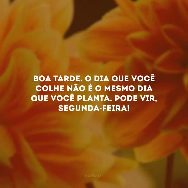 Boa tarde. O dia que você colhe não é o mesmo dia que você planta. Pode vir, segunda-feira!