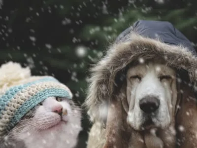 40 frases de frio engraçadas que aquecerão o seu ânimo