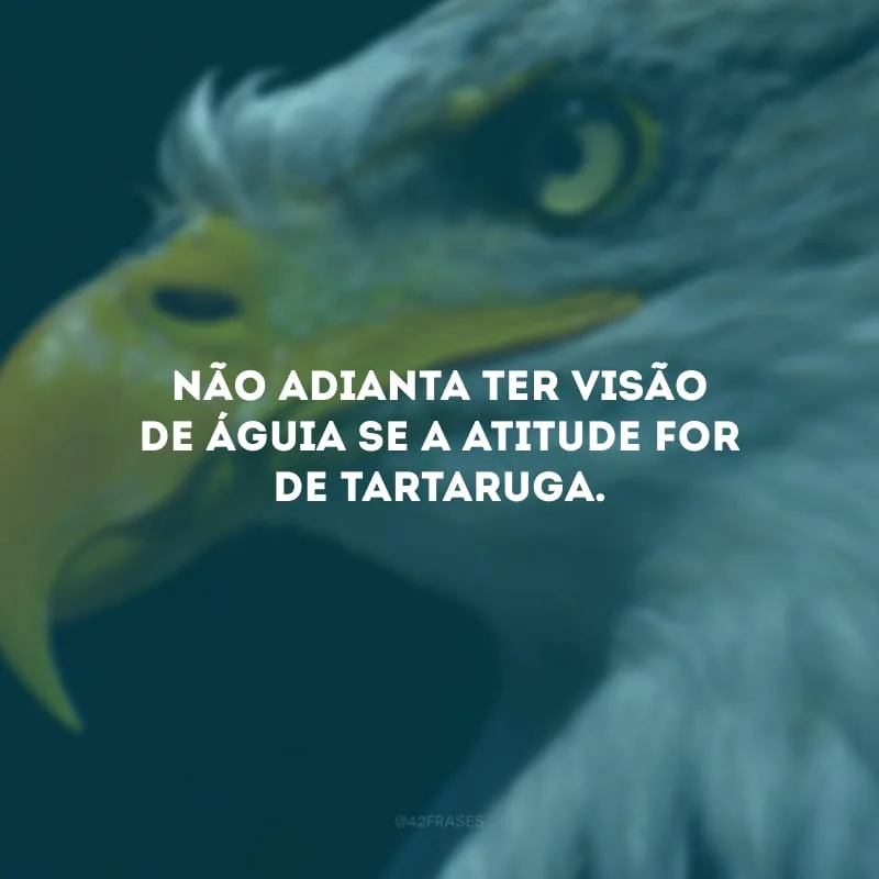 Não adianta ter visão de águia se a atitude for de tartaruga.