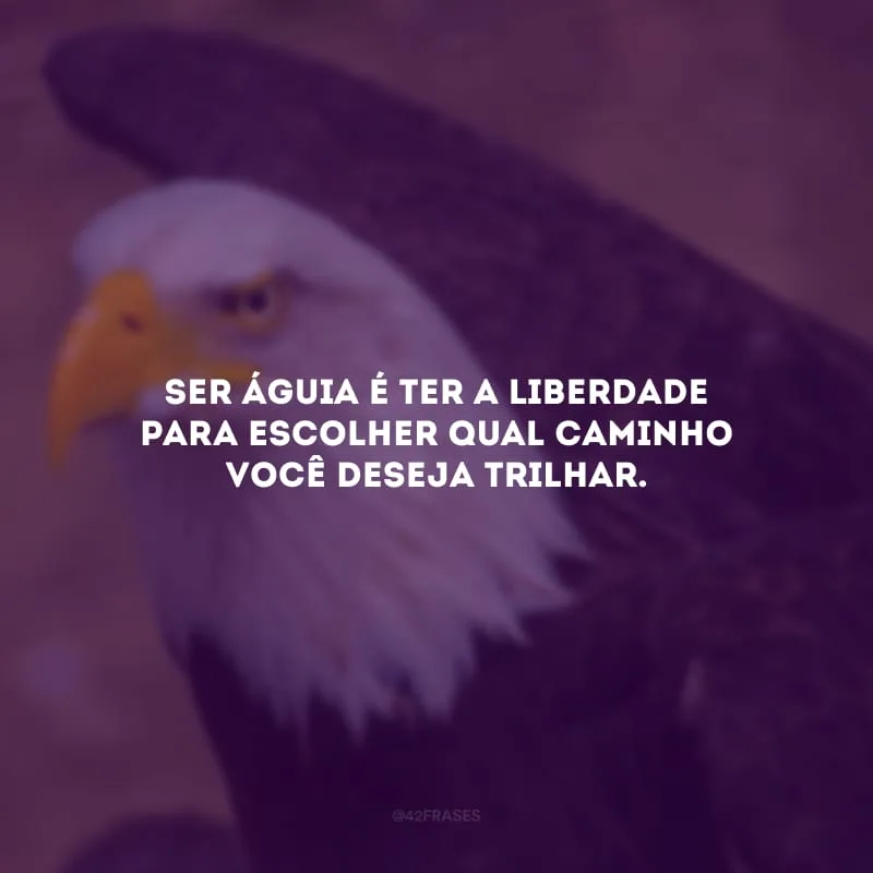 Ser águia é ter a liberdade para escolher qual caminho você deseja trilhar.