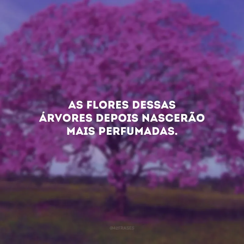 As flores dessas árvores depois nascerão mais perfumadas.