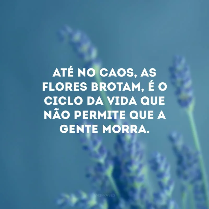 Até no caos, as flores brotam, é o ciclo da vida que não permite que a gente morra.