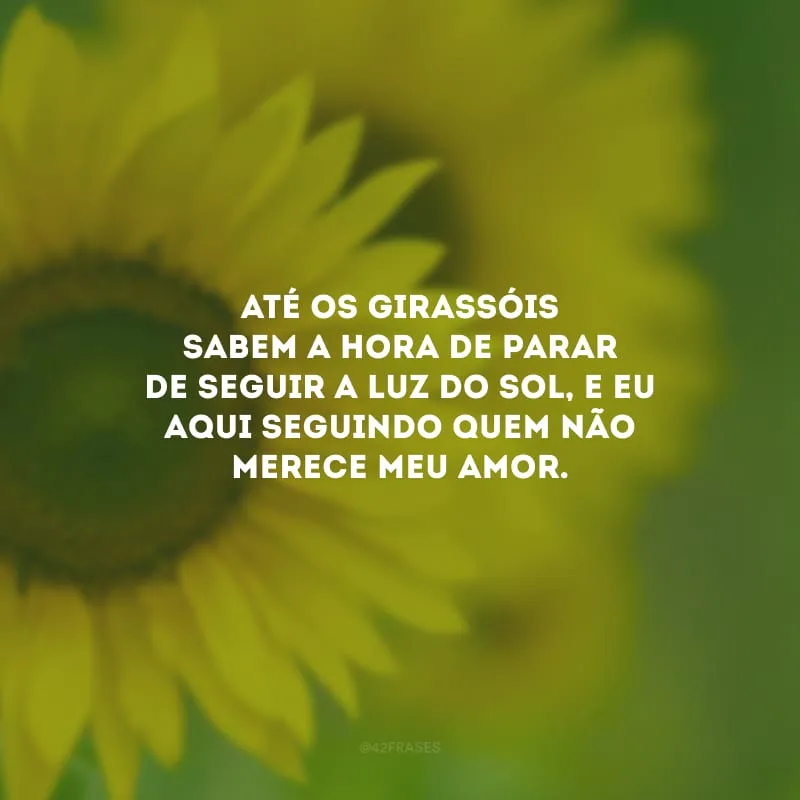 Até os girassóis sabem a hora de parar de seguir a luz do sol, e eu aqui seguindo quem não merece meu amor.