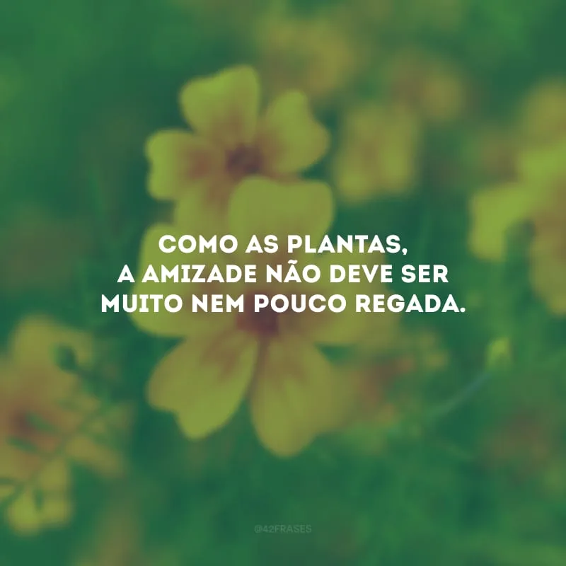 Como as plantas, a amizade não deve ser muito nem pouco regada.