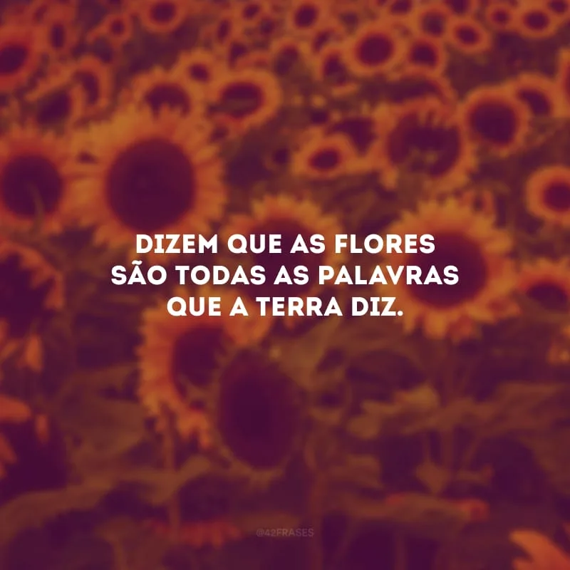 Dizem que as flores são todas as palavras que a terra diz.