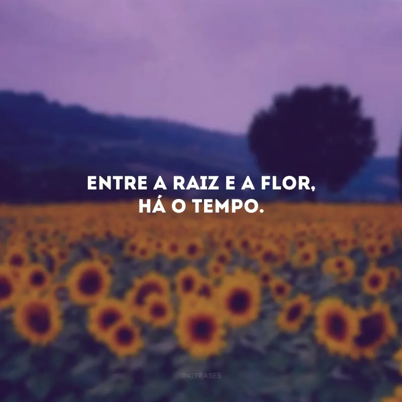 Entre a raiz e a flor, há o tempo.