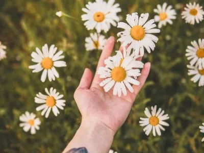 35 frases de poemas de flores para se inspirar em qualquer estação