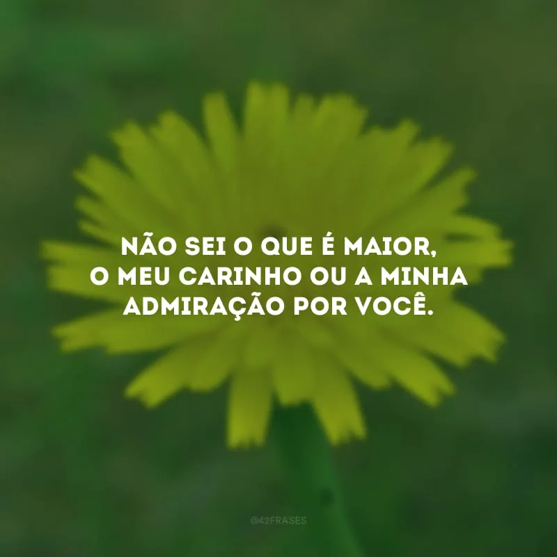 Não sei o que é maior, o meu carinho ou a minha admiração por você.