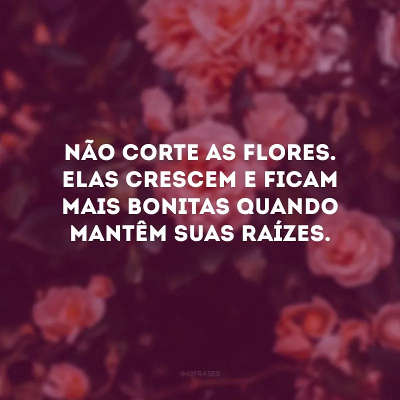 Não corte as flores. Elas crescem e ficam mais bonitas quando mantêm suas raízes.