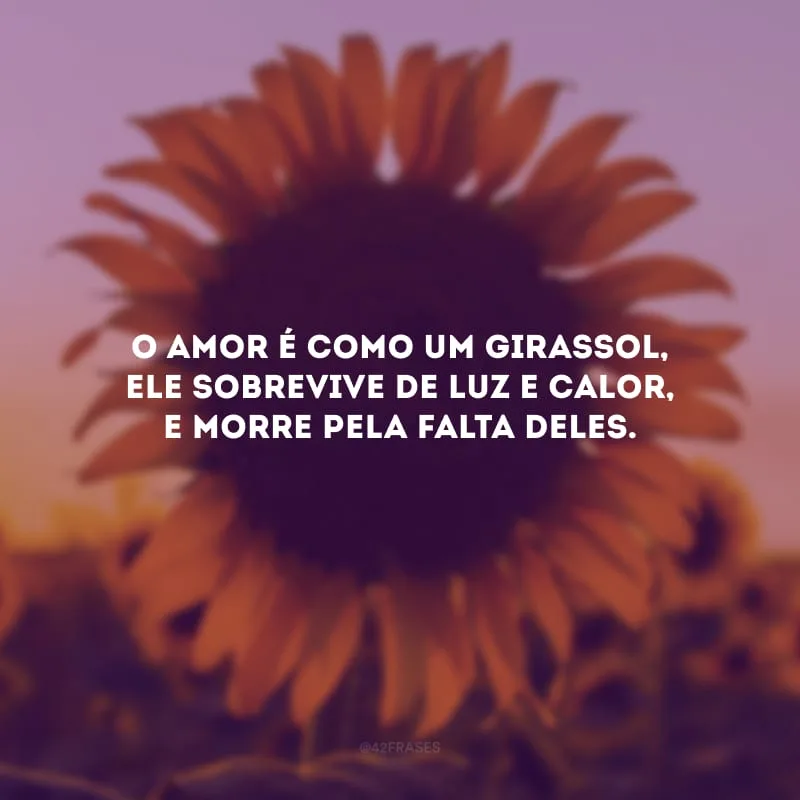 O amor é como um girassol, ele sobrevive de luz e calor, e morre pela falta deles.