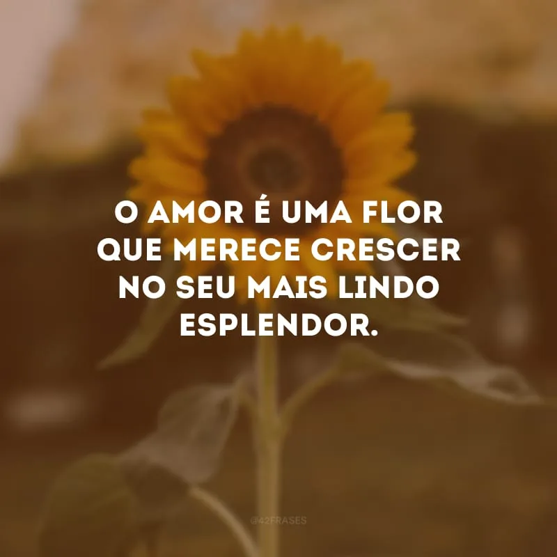 O amor é uma flor que merece crescer no seu mais lindo esplendor.