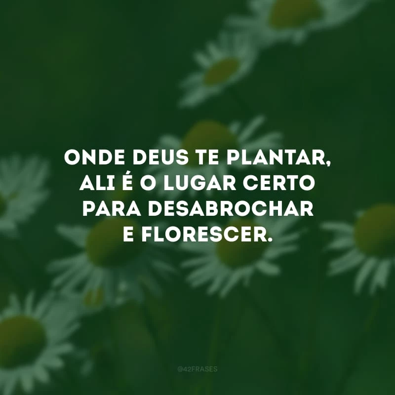 Onde Deus te plantar, ali é o lugar certo para desabrochar e florescer.