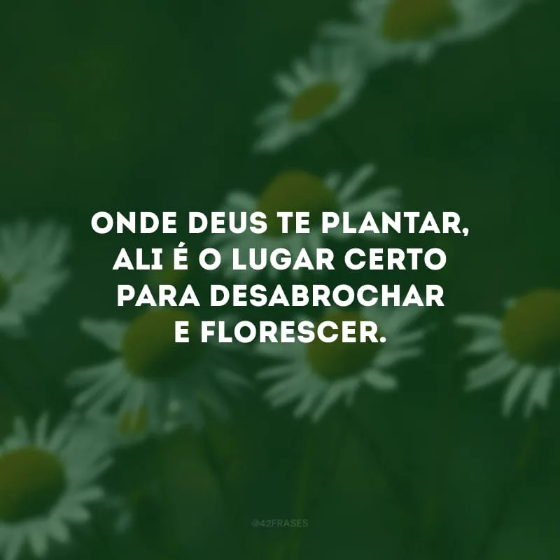 Onde Deus te plantar, ali é o lugar certo para desabrochar e florescer.
