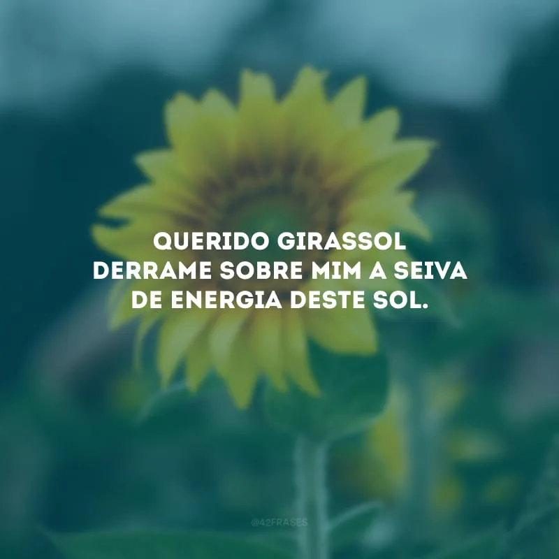 Querido girassol derrame sobre mim a seiva de energia deste sol.