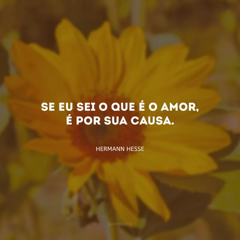 Se eu sei o que é o amor, é por sua causa.
