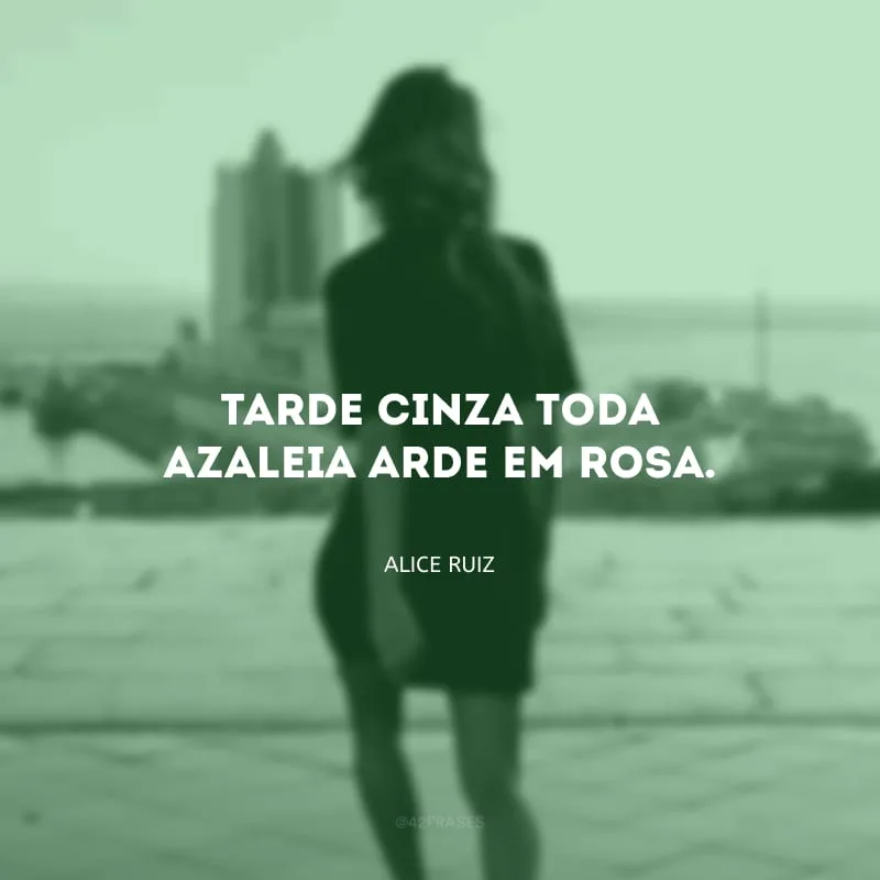 Tarde cinza toda azaleia arde em rosa. 