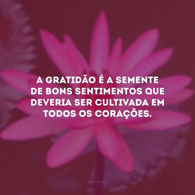 A gratidão é a semente de bons sentimentos que deveria ser cultivada em todos os corações. 