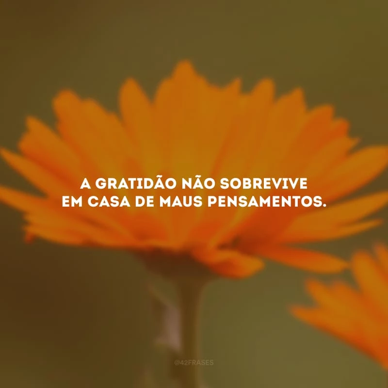 A gratidão não sobrevive em casa de maus pensamentos. 