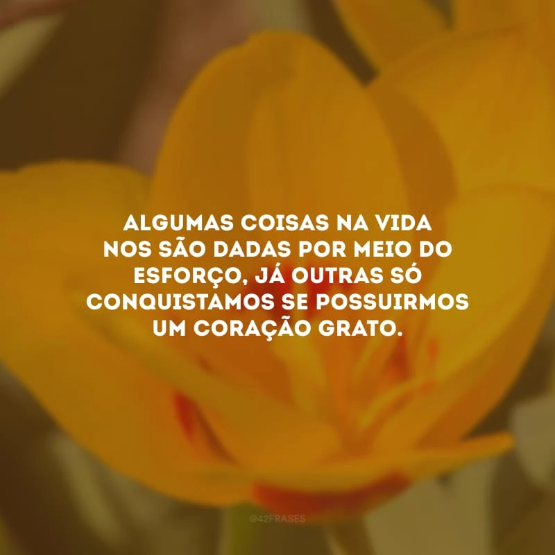 Algumas coisas na vida nos são dadas por meio do esforço, já outras só conquistamos se possuirmos um coração grato. 