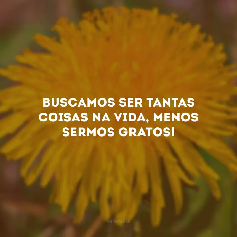 Buscamos ser tantas coisas na vida, menos sermos gratos! 