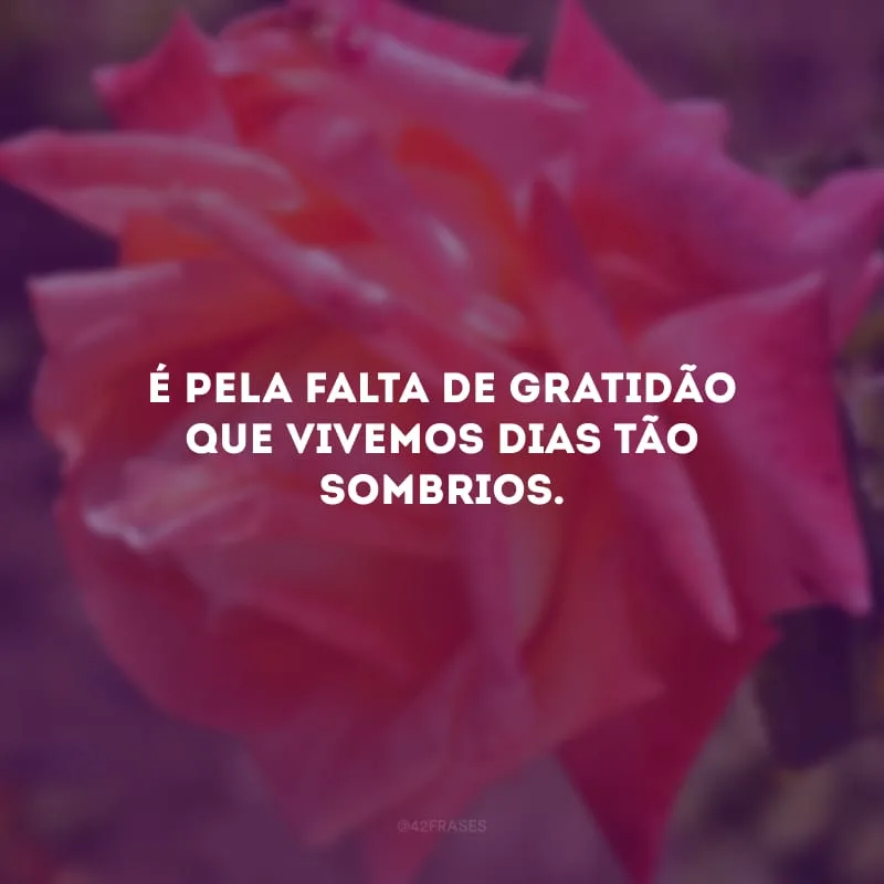 É pela falta de gratidão que vivemos dias tão sombrios. 