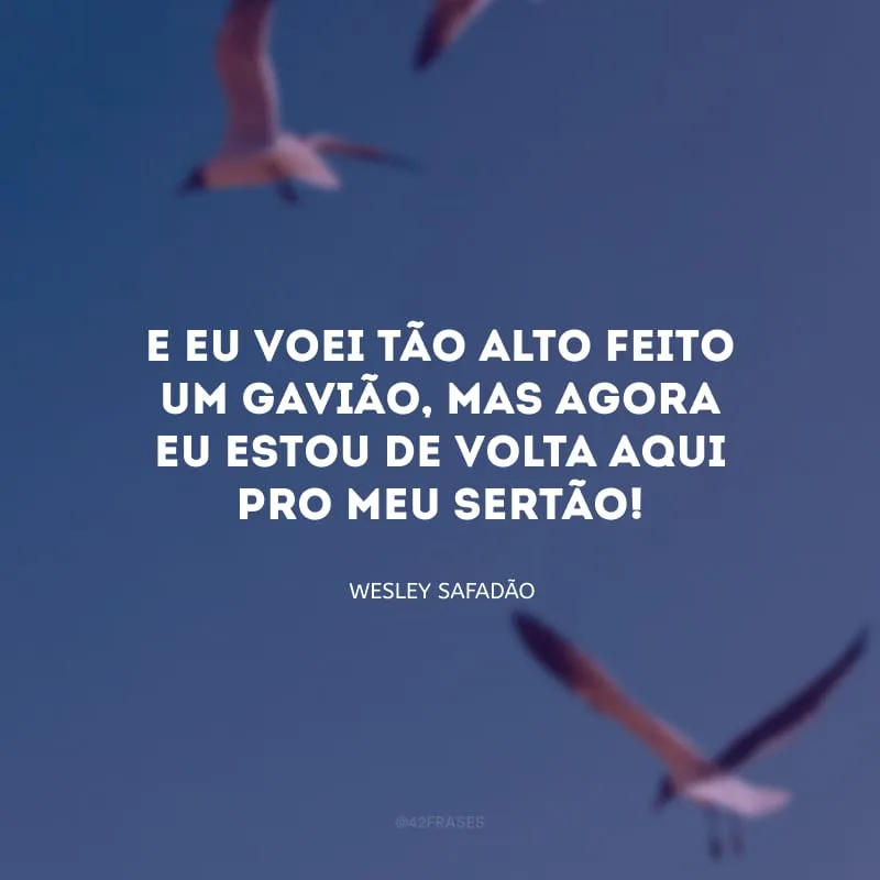 E eu voei tão alto feito um gavião, mas agora eu estou de volta aqui pro meu sertão!