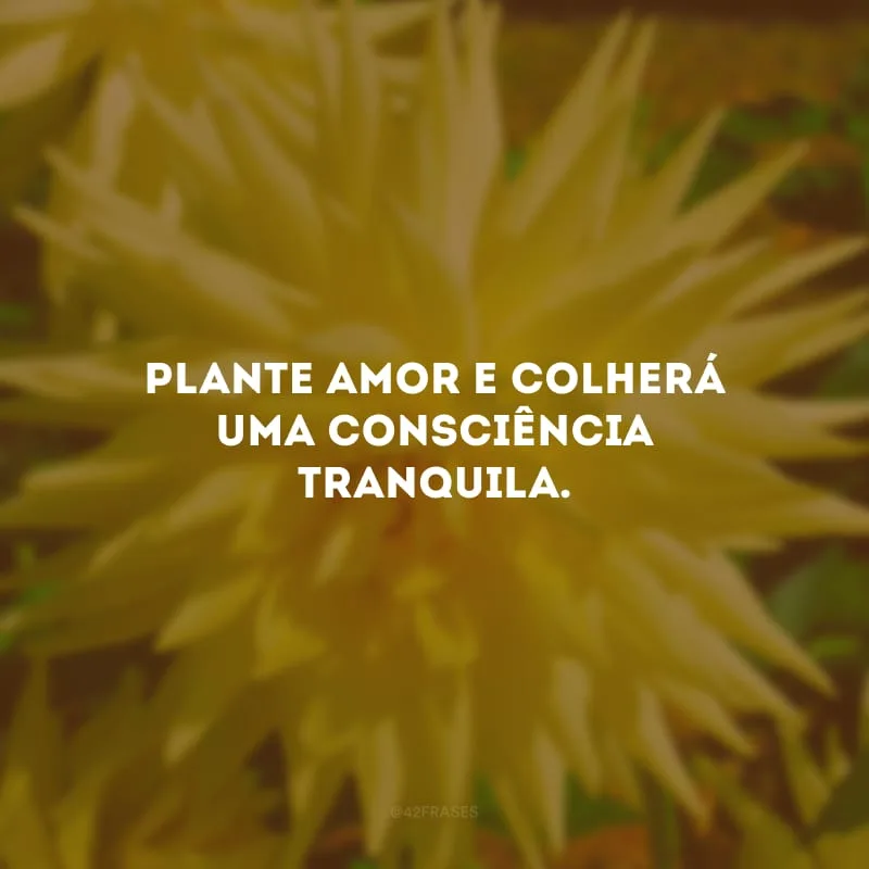 Plante amor e colherá uma consciência tranquila.
