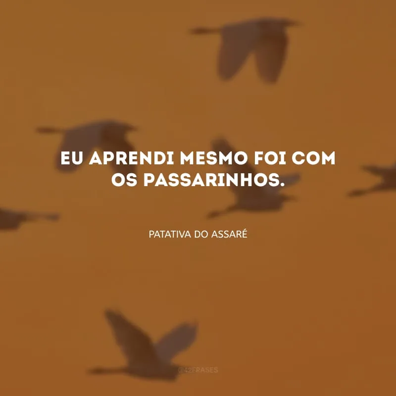 Eu aprendi mesmo foi com os passarinhos.