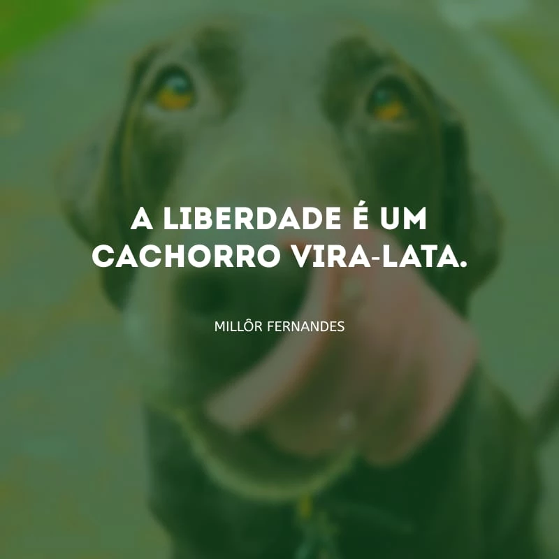 A liberdade é um cachorro vira-lata.