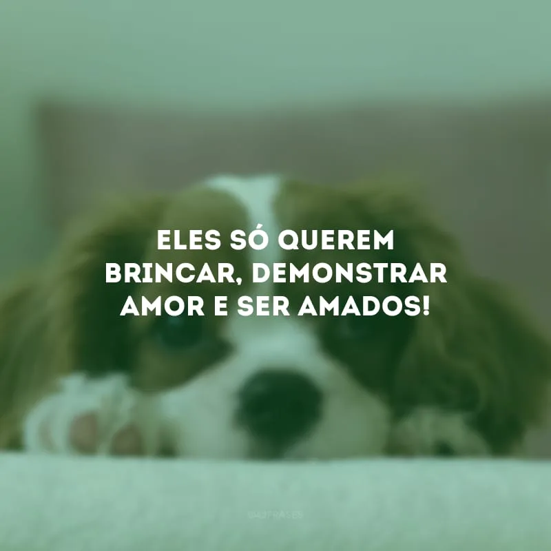 Eles só querem brincar, demonstrar amor e ser amados!