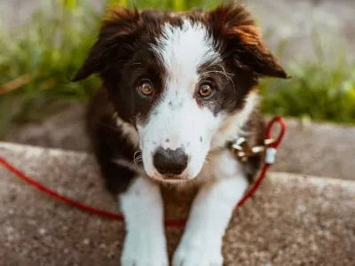 50 frases de cachorro para status que dizem que você ama o seu bichinho