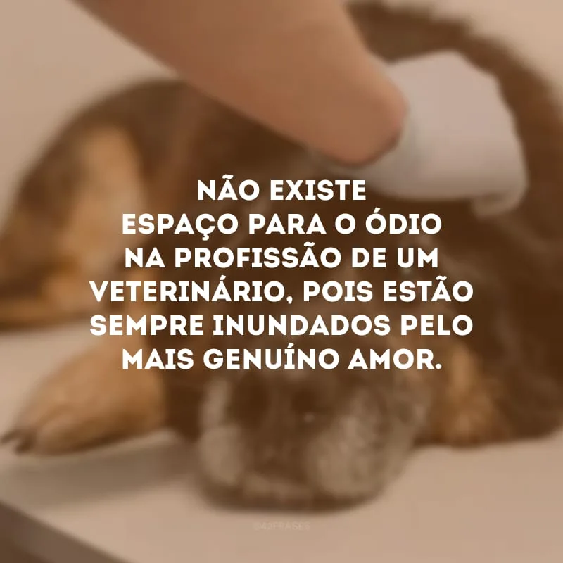 Não existe espaço para o ódio na profissão de um veterinário, pois estão sempre inundados pelo mais genuíno amor. 