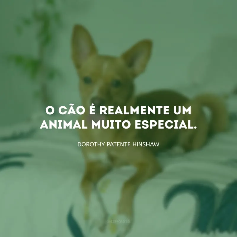 O cão é realmente um animal muito especial.