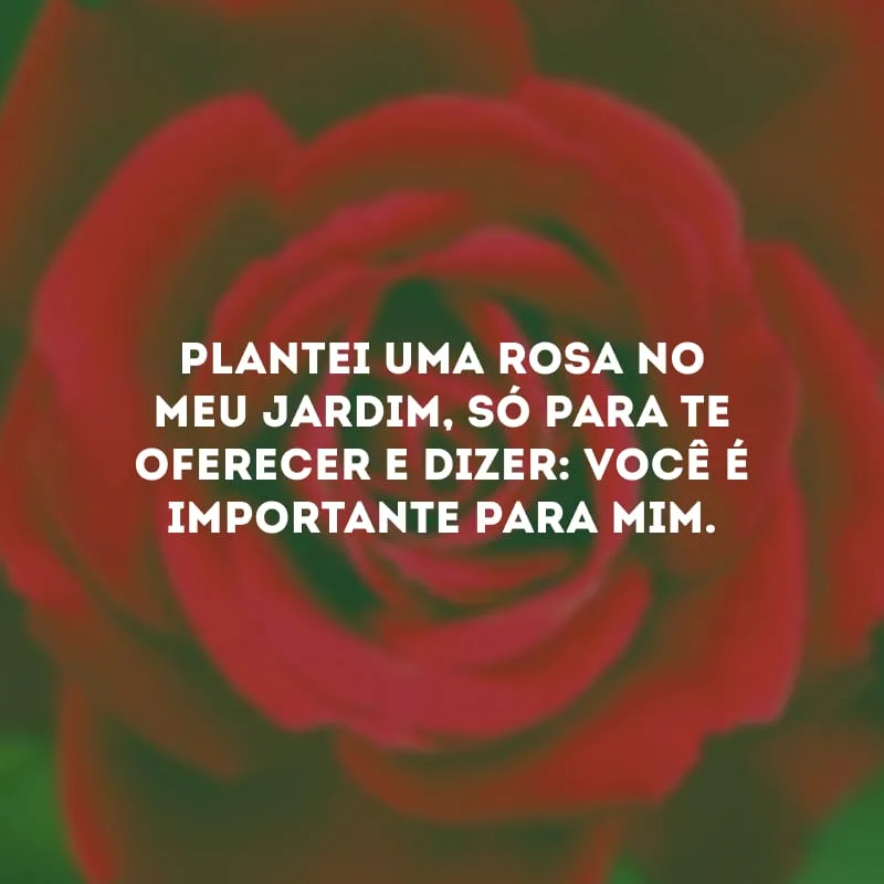 Plantei uma rosa no meu jardim, só para te oferecer e dizer: você é importante para mim.