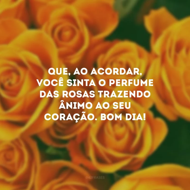 Que, ao acordar, você sinta o perfume das rosas trazendo ânimo ao seu coração. Bom dia!