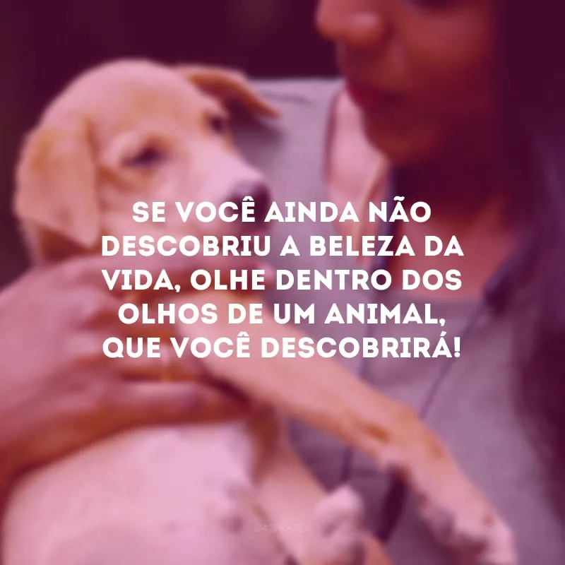 Se você ainda não descobriu a beleza da vida, olhe dentro dos olhos de um animal, que você descobrirá! 