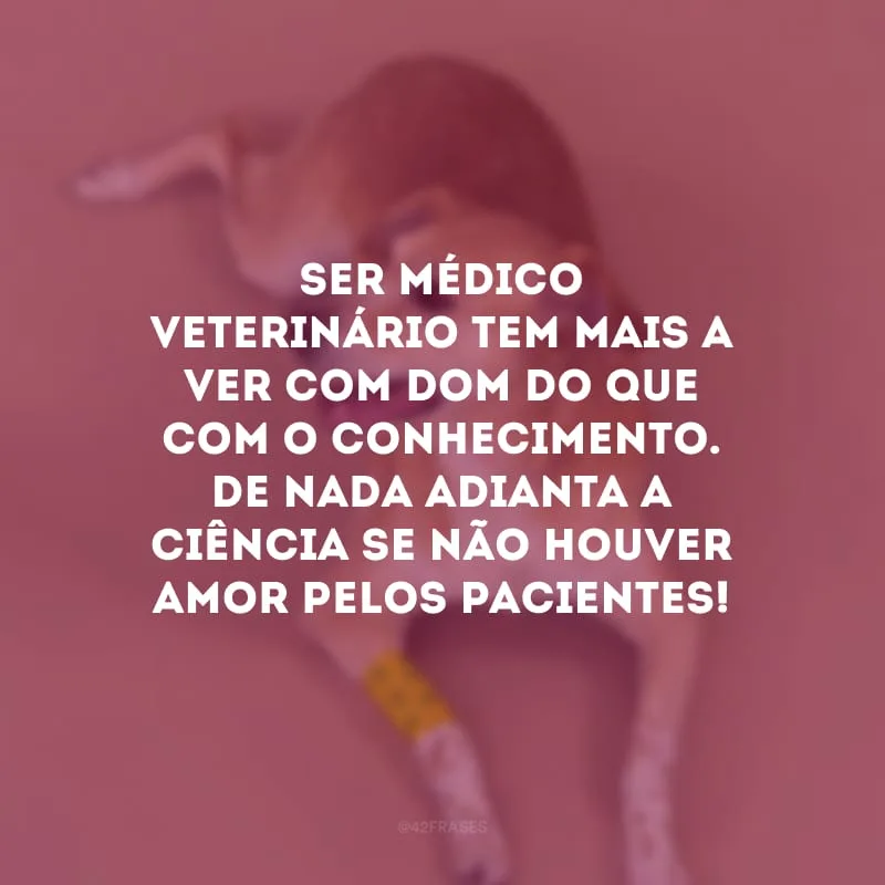 Ser médico veterinário tem mais a ver com dom do que com o conhecimento. De nada adianta a ciência se não houver amor pelos pacientes! 