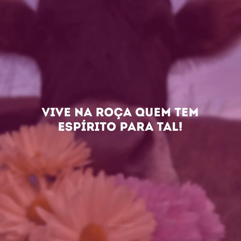 Vive na roça quem tem espírito para tal!