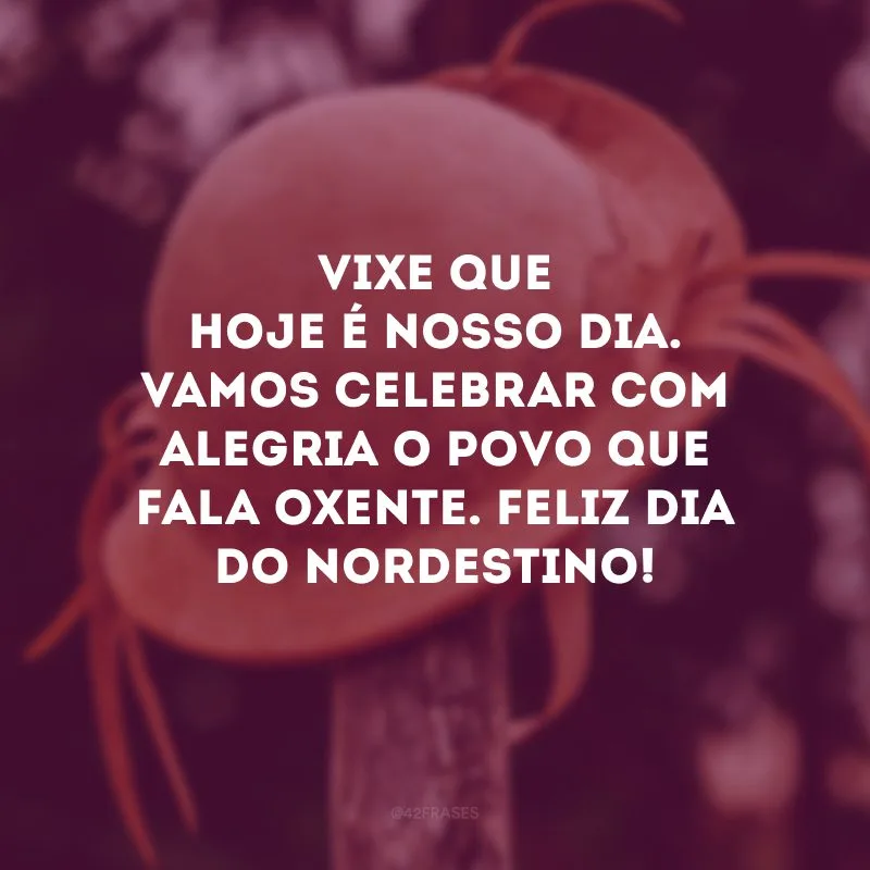 Vixe que hoje é nosso dia. Vamos celebrar com alegria o povo que fala oxente. Feliz Dia do Nordestino!