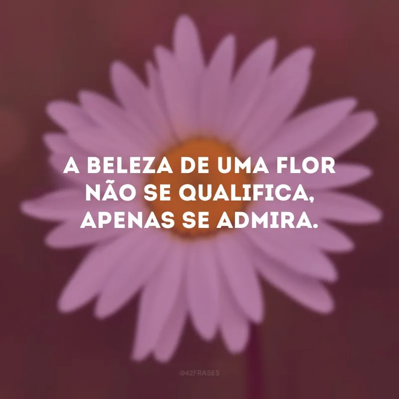 A beleza de uma flor não se qualifica, apenas se admira.