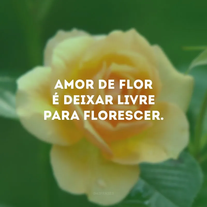 Amor de flor é deixar livre para florescer.