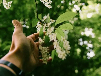 30 frases de poemas sobre a natureza representando sua força e beleza