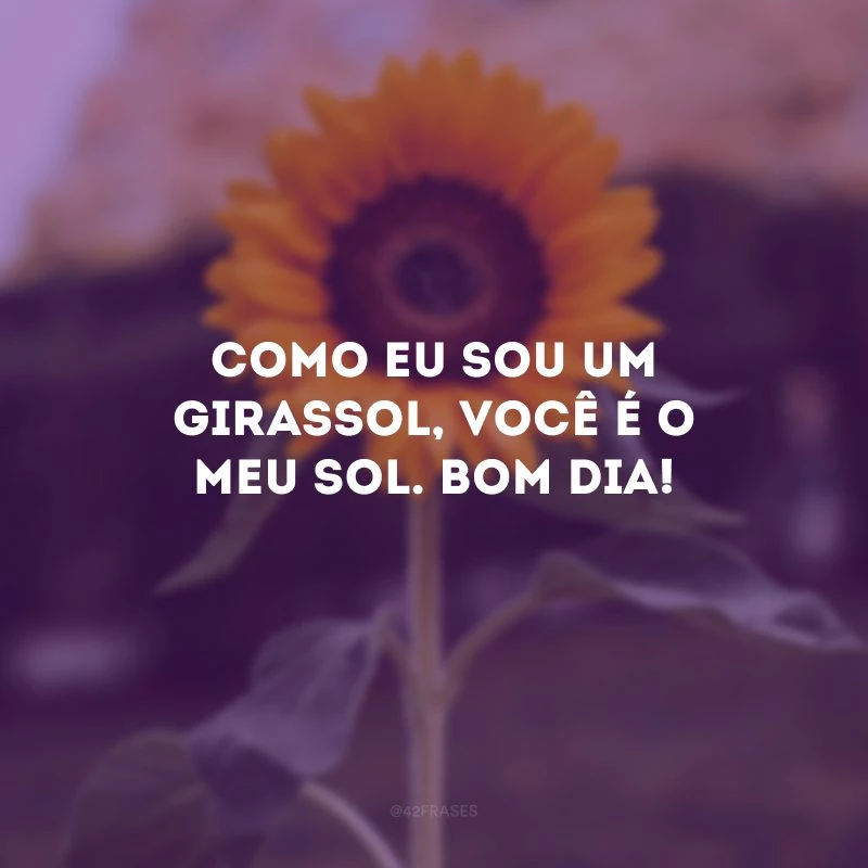 Como eu sou um girassol, você é o meu sol. Bom dia!