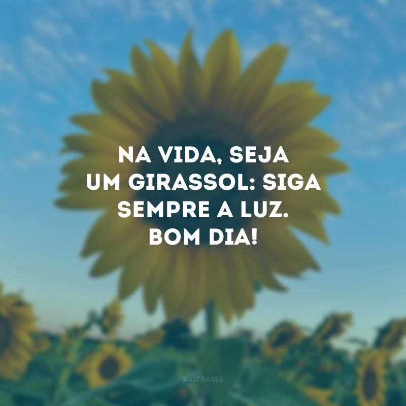 Na vida, seja um girassol: siga sempre a luz. Bom dia!