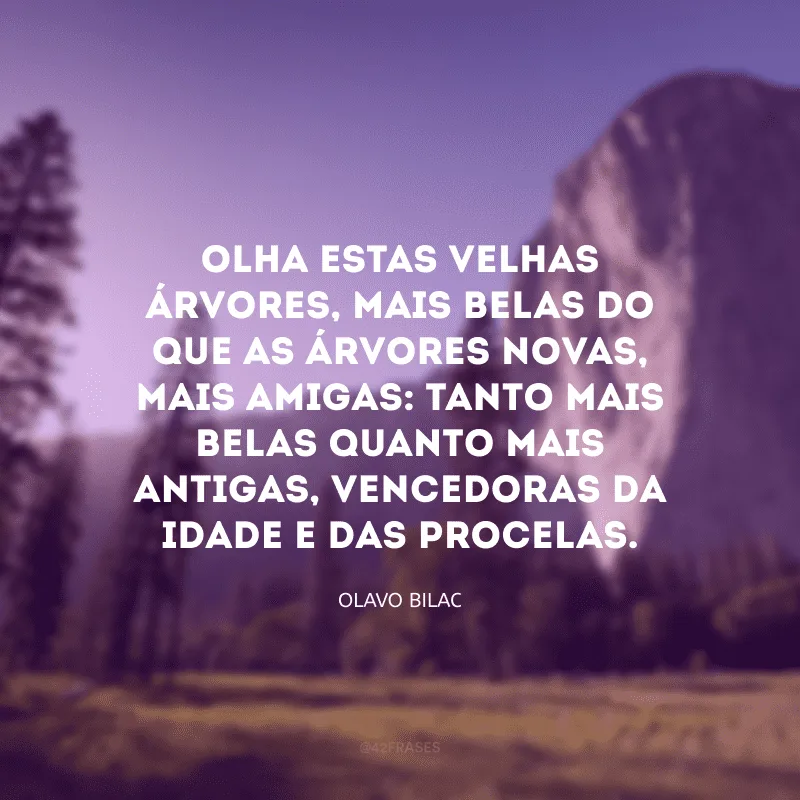 Olha estas velhas árvores, mais belas do que as árvores novas, mais amigas: tanto mais belas quanto mais antigas, vencedoras da idade e das procelas.