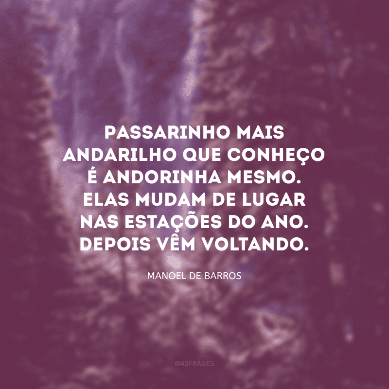 Passarinho mais andarilho que conheço é andorinha mesmo. Elas mudam de lugar nas estações do ano. Depois vêm voltando.